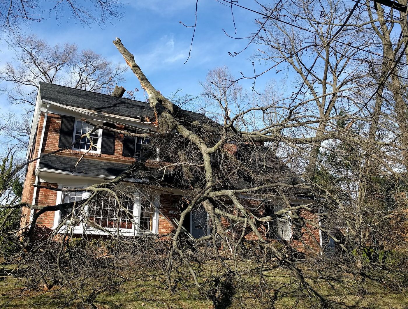 De-identified tree damage example